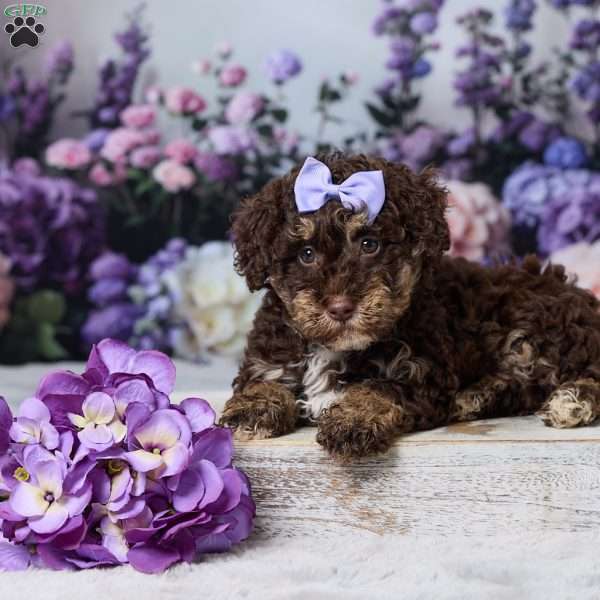 Oakley, Havapoo Puppy